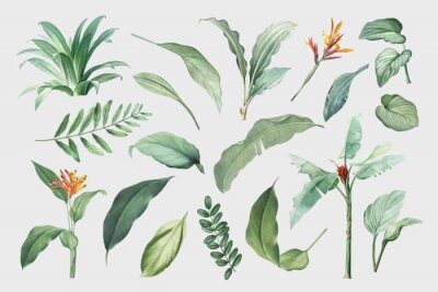 Tropical leaves and plants