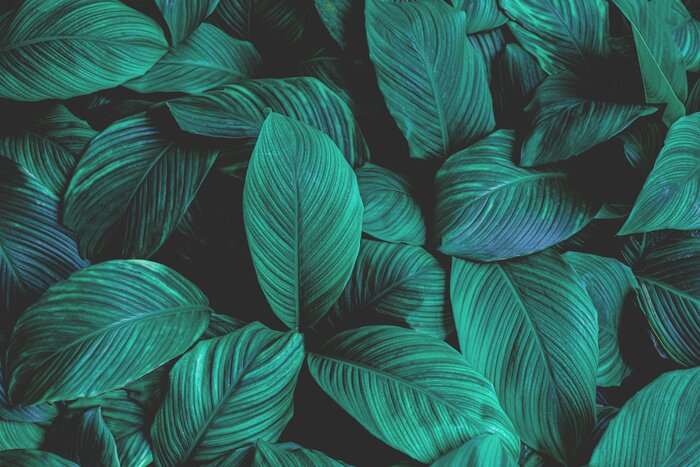 Bild Tropische Blätter auf dunklem Hintergrund
