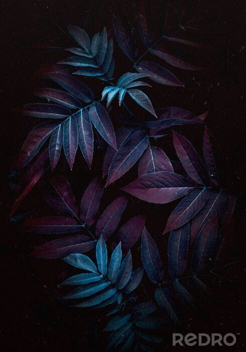 Bild Tropische Blätter in Schwarz