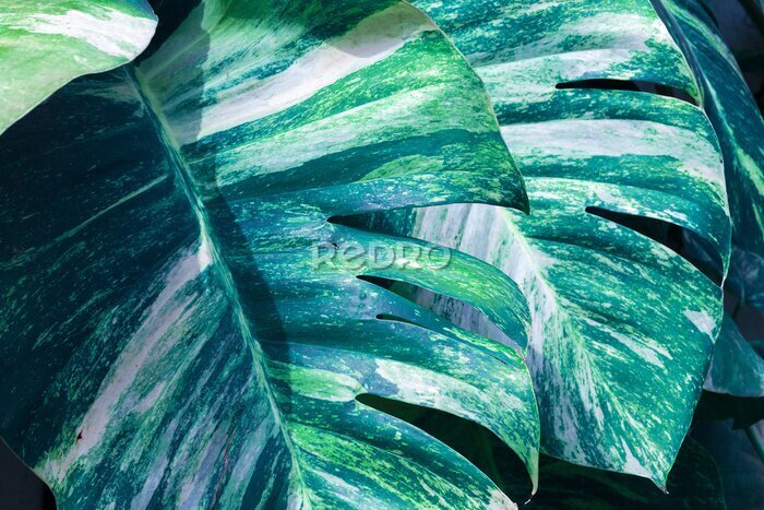 Bild Tropische Blätter Makro