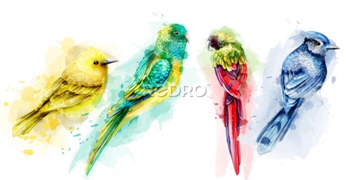 Bild Tropische bunte Vögel mit Aquarellfarben gemalt