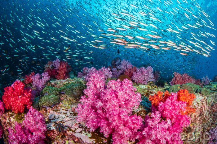 Bild Tropische Fische und Korallenriff