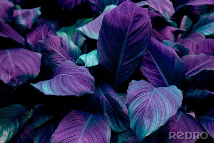 Bild Tropische lila Pflanzen