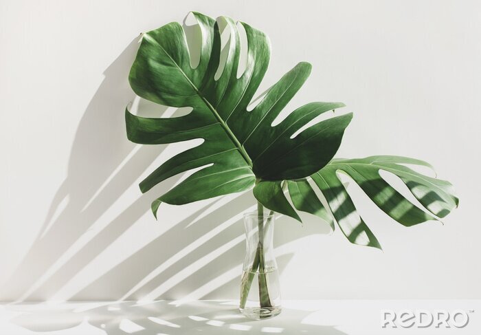 Bild Tropische Pflanzen auf hellem Hintergrund