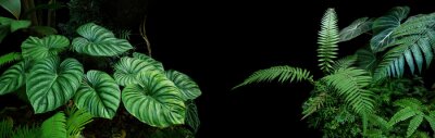 Tropische Pflanzen auf schwarzem Hintergrund