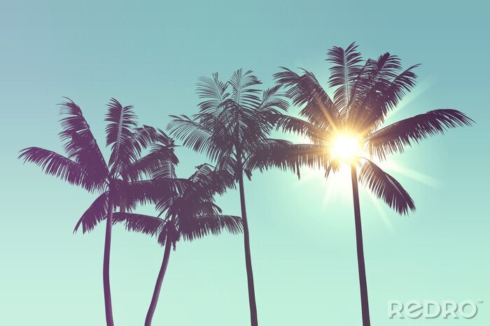 Bild Tropische Silhouetten von Palmen