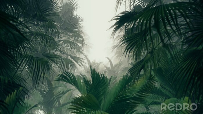 Bild Tropischer Dschungel Baumkronen