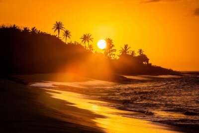 Bild Tropischer Sonnenuntergang und schwarze Palmen