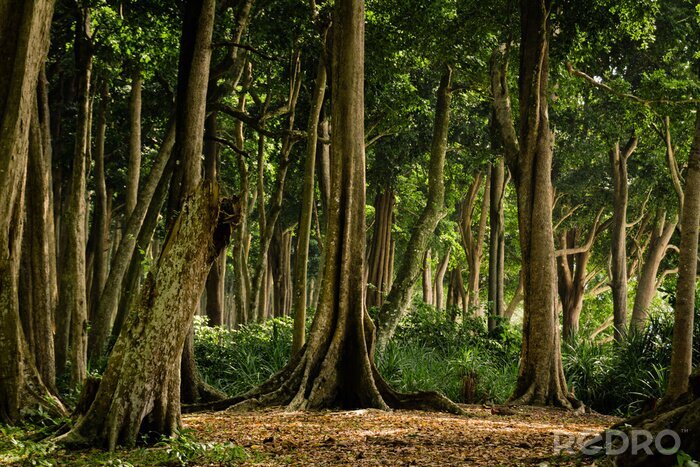 Bild Tropischer Wald