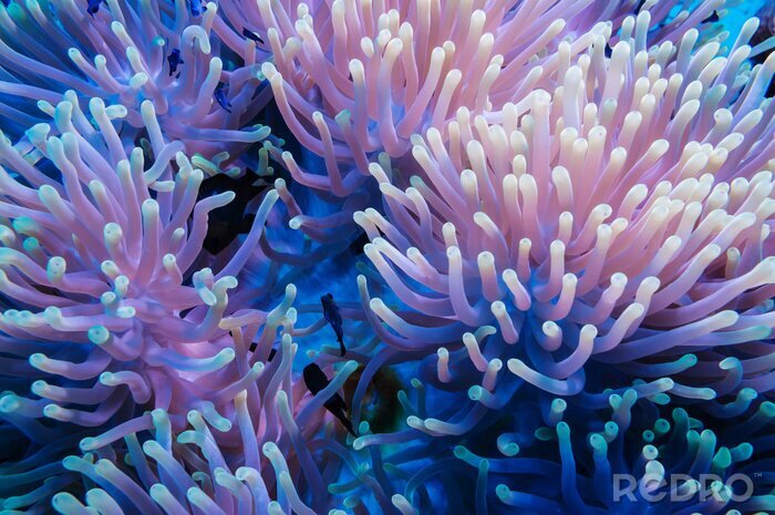 Bild Tropisches Korallenriff