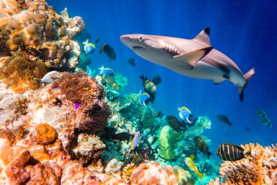 Tropisches Korallenriff und Hai