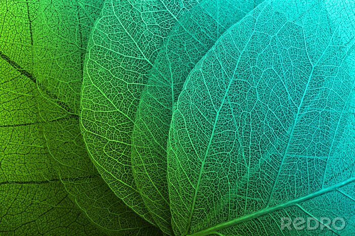 Bild Türkisfarbene Blätter