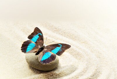 Bild Türkisfarbener Schmetterling auf Sand
