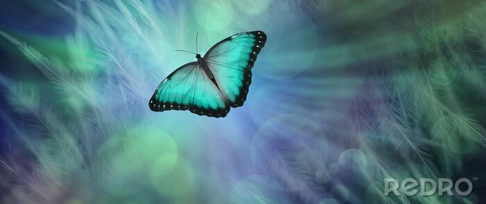 Bild Türkisfarbener Schmetterling auf Wiese