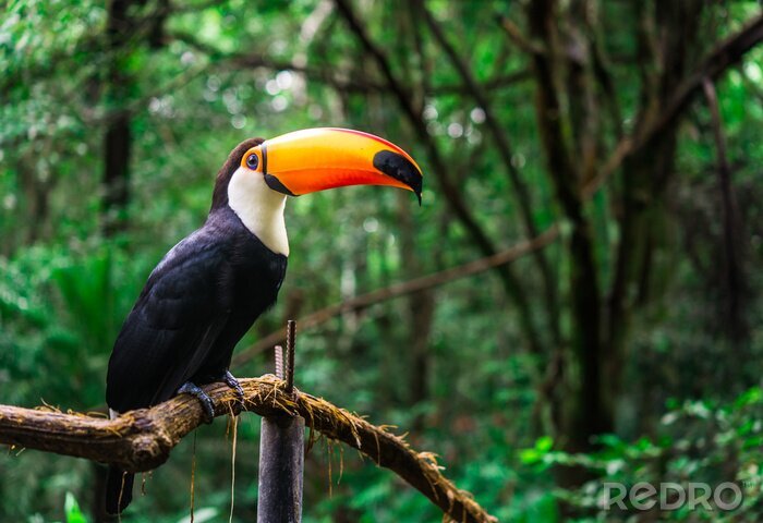 Bild Tukan auf dem Ast im Dschungel