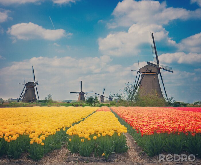 Bild Tulpen auf der niederländischen Landschaft