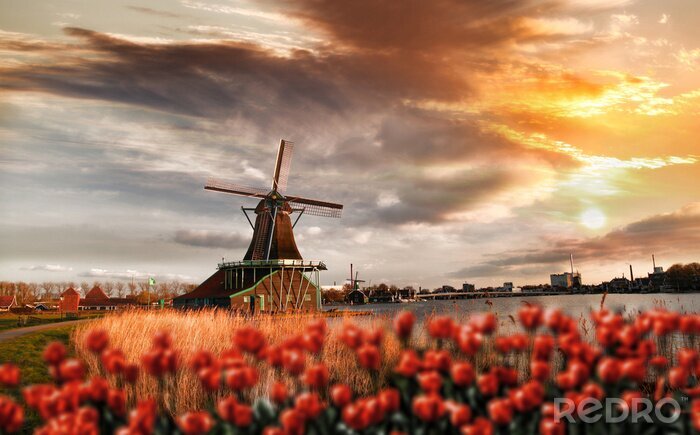 Bild Tulpen in Rot vor dem Hintergrund der Windmühle