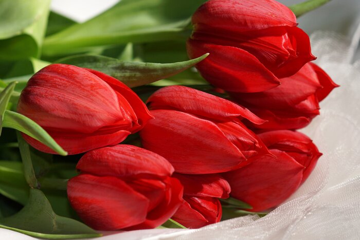 Bild Tulpen und grüne Blätter