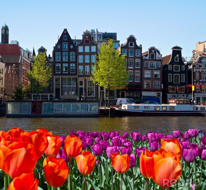 Bild Tulpen und Kanal in Amsterdam