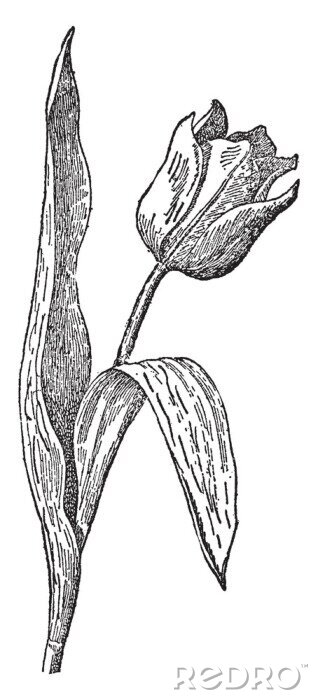 Bild Tulpen vintage Bleistiftskizze