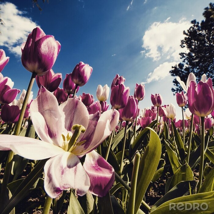 Bild Tulpen vor dem Hintergrund weißer Wolken