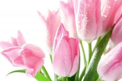 Tulpenblüten auf weißem Hintergrund