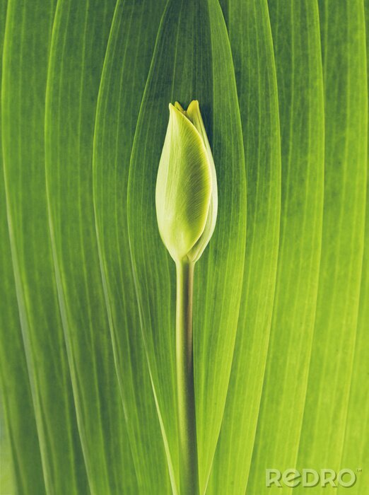 Bild Tulpenkopf auf einem Blatthintergrund