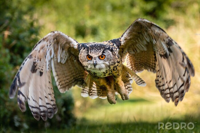 Bild über den Bäumen fliegende Eule