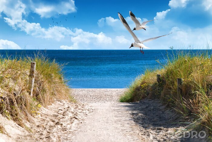 Bild Über Strand fliegendes Möwenpaar