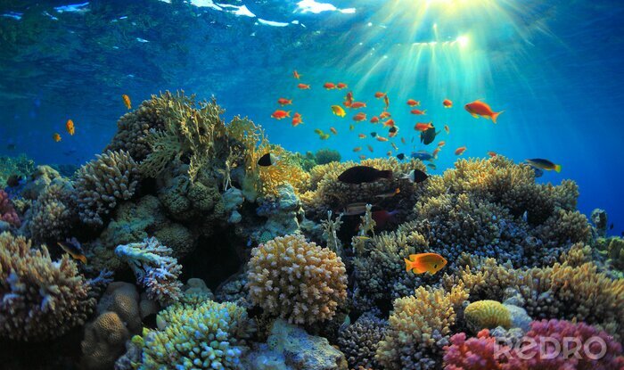 Bild Unterwasser-Blick auf Korallenriff