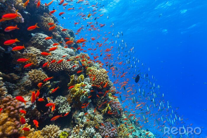 Bild Unterwasser-Korallenriffe