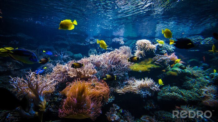 Bild Unterwasserwelt gelbe Fische und Korallenriff