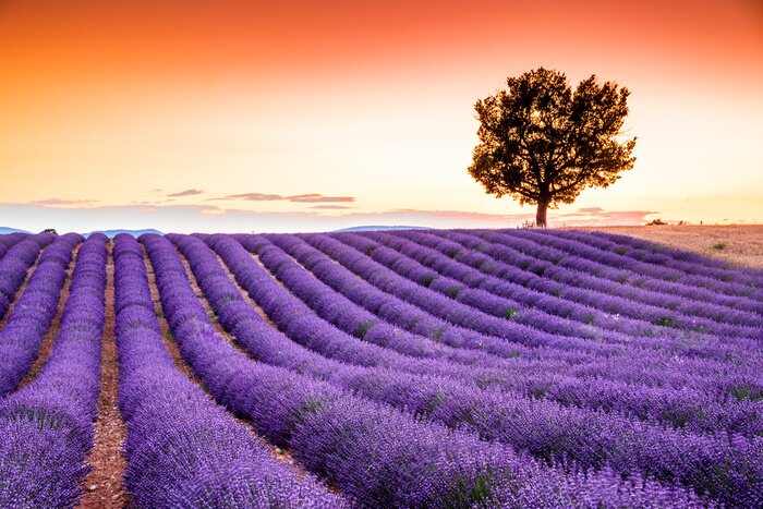 Bild Valensole lavender in Provence, France