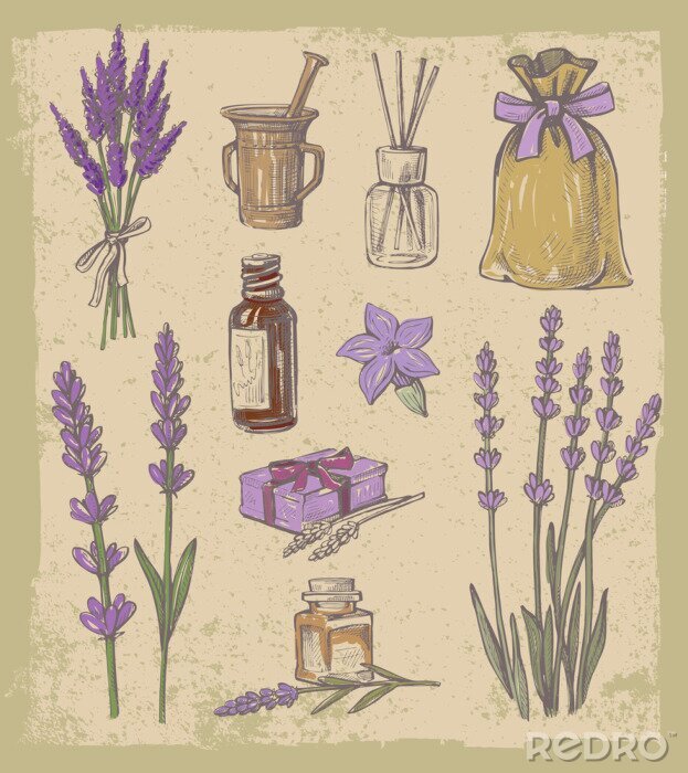 Bild Vektor Lavendel gesetzt