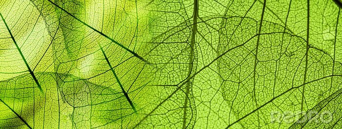 Bild Vergrößerte Blattstruktur