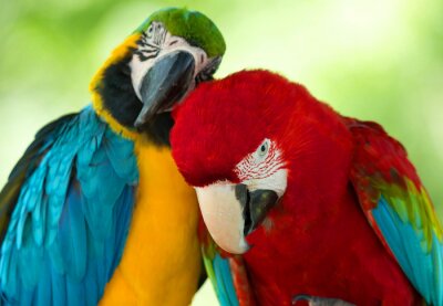 Verliebte Papageien