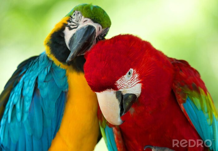 Bild Verliebte Papageien