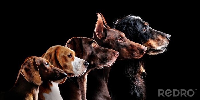 Bild Verschiedene Hunderassen auf dunklem Hintergrund