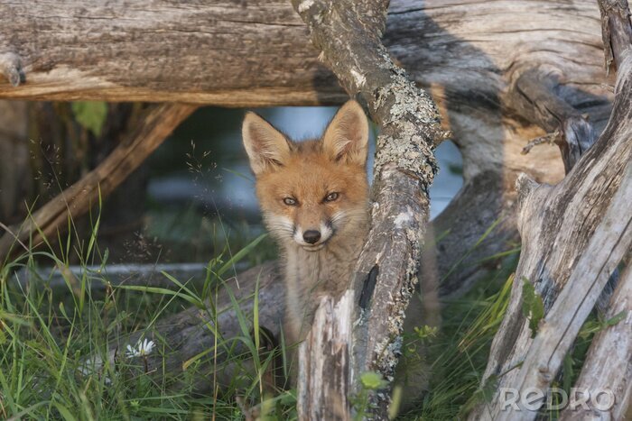 Bild Versteckter kleiner Fuchs
