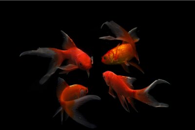 Vier Fische auf dunklem Hintergrund