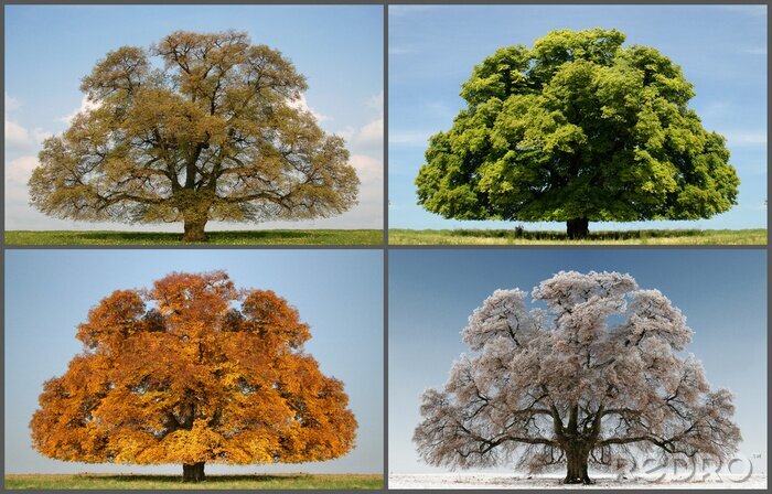 Bild Vier Jahreszeiten Baum
