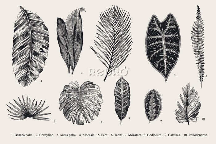 Bild Vinatge-Gravur mit Blättern