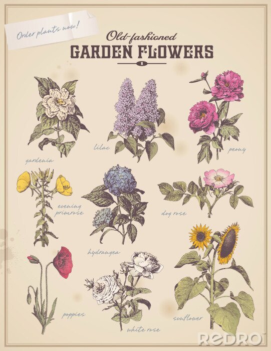 Bild Vintage-Blumen auf botanischer Grafik