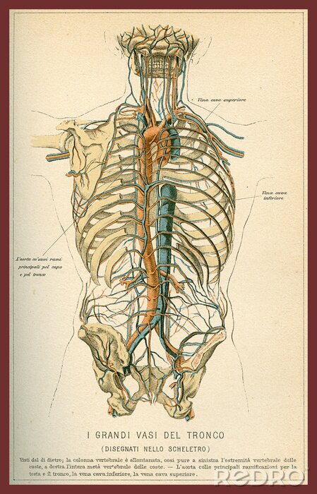 Bild Vintage color table of anatomy, abdomen large blood vessels with skeleton, Italian anatomical descriptions