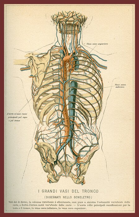 Bild Vintage color table of anatomy, abdomen large blood vessels with skeleton, Italian anatomical descriptions