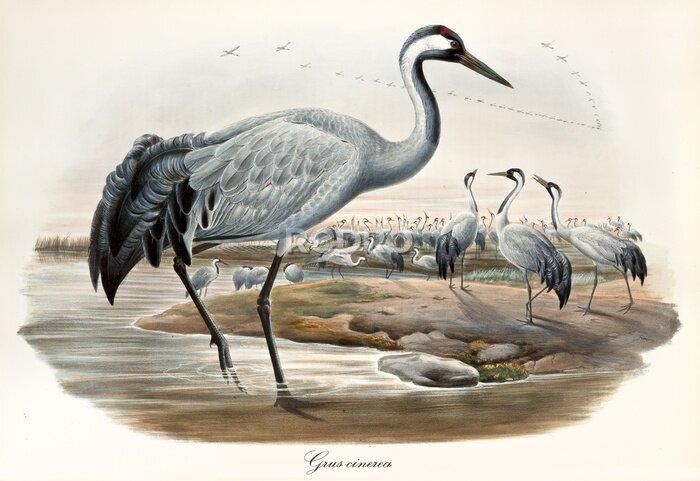 Bild Vintage Illustration mit Vögeln