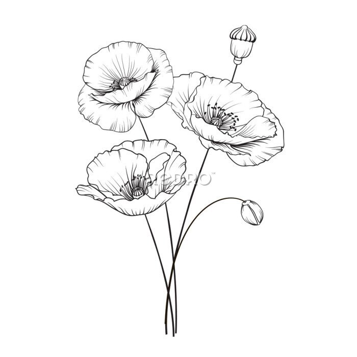 Bild Vintage poppy illustration. Wedding flowers patern. Image of watercolor detailed hand drawn poppies. Vector illustration.