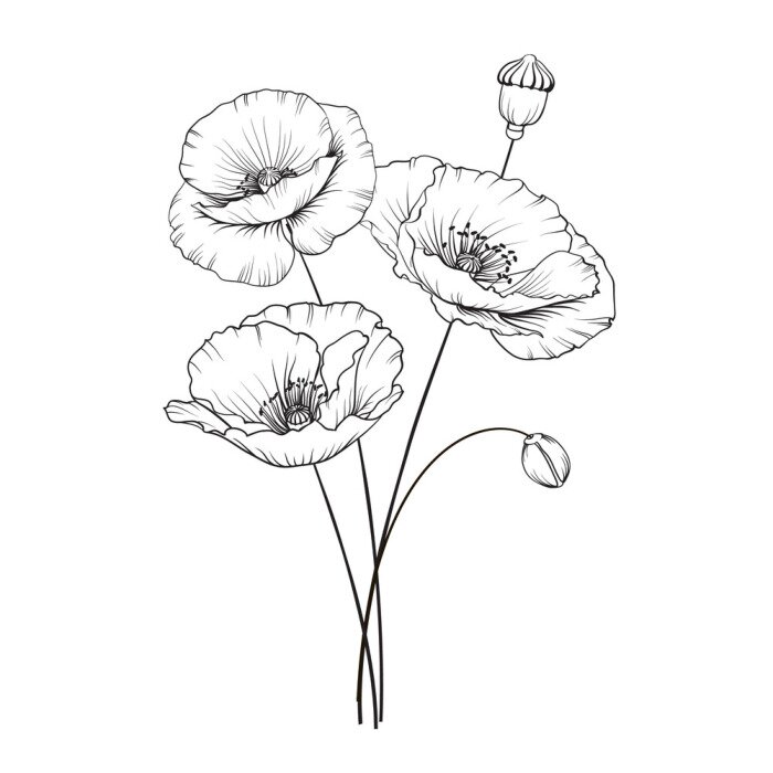 Bild Vintage poppy illustration. Wedding flowers patern. Image of watercolor detailed hand drawn poppies. Vector illustration.