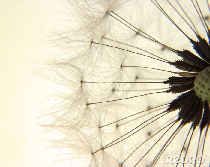 Bild Vintage Samen der Pusteblume