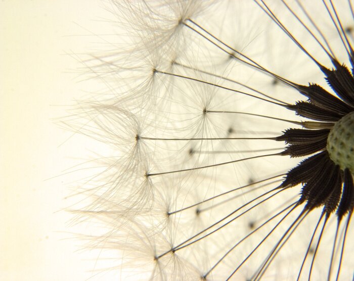 Bild Vintage Samen der Pusteblume